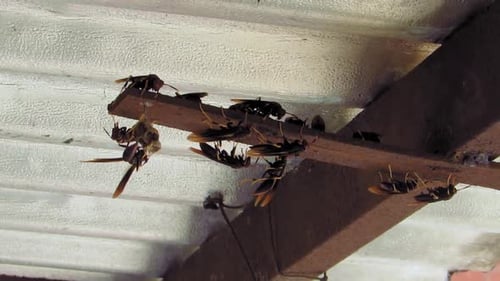 A group of paper wasps starting to make a nest.