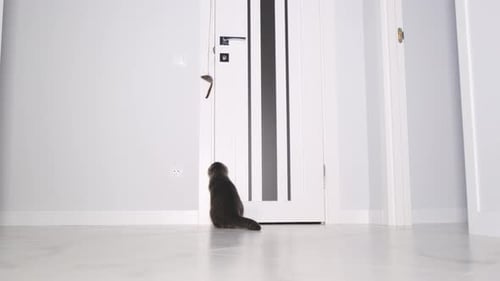 Um gato britânico enérgico está brincando com um rato preso à porta