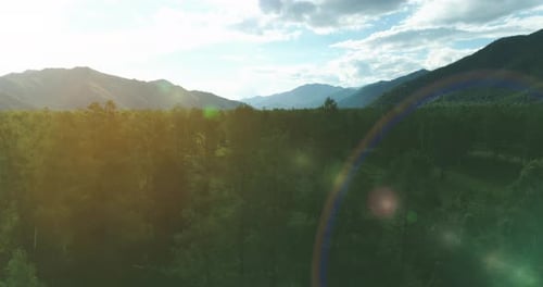 Aerial View Low Flight Above Evergreen Pine Tree Landscape with Endless Mountain Forest at Sunny