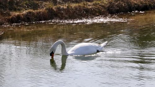 Ein anmutiger Schwan gleitet sanft über einen klaren, ruhigen Bach, der von grasbewachsenen Ufern umgeben ist.