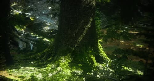 Tronco de árvore majestoso coberto de musgo em uma área florestal tranquila durante o dia