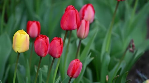 Spring Blooming tulip sway with the wind in Netherlands