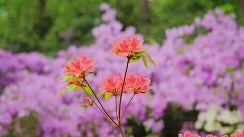 Vibrant Rhododendron Blooms In Babite Botanical Garden Spring Scene