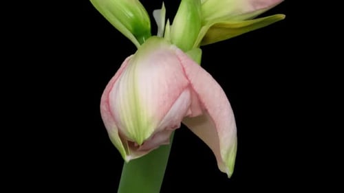 Amaryllis Flower Opening in Time Lapse