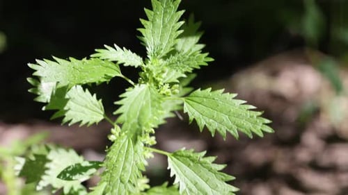 Plante d'ortie aux feuilles vertes poussant à l'extérieur, gros plan. La caméra se déplace vers le bas et vers le haut