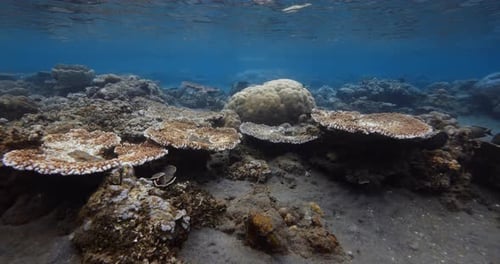 Corals Underwater in Tropical Blue Sea with Fish