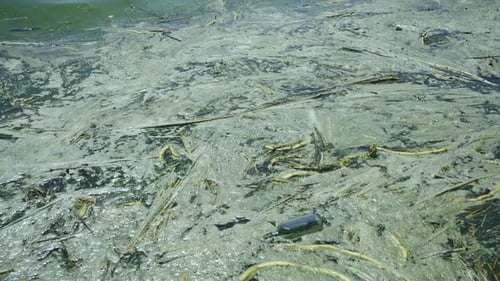 floating debris has reached Black Sea beaches in Odessa, Ukraine.