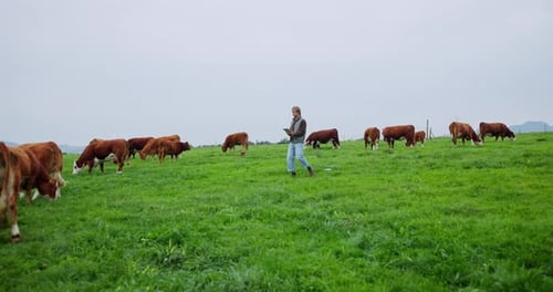Cow, research and tablet with man on farm for herd manager, mockup space and agriculture