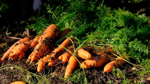 Farmer Harvests Carrots Growing in the Garden Selective Focus