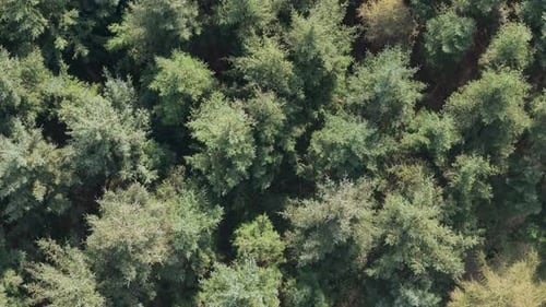 aerial footage of conifer spruce trees in a woodland habitat with green landscape trees swaying in t