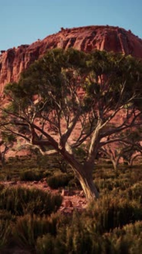 Tree in Desert With Mountain Background