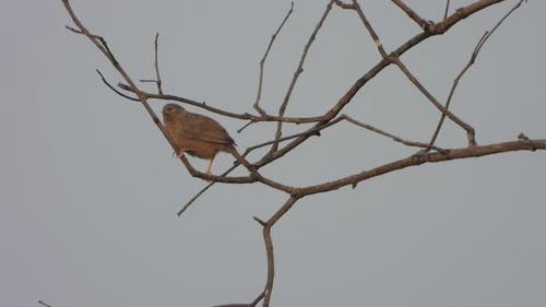 Small Bird Preening on Bare Tree Branch