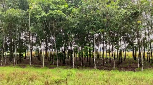 Dense Grove of Tall Trees with Lush Vegetation