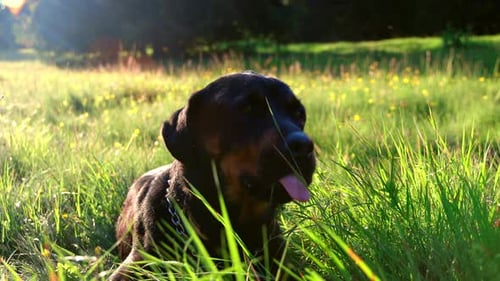 Chien de race Rottweiler allongé dans une clairière éclairée par la lumière du soleil et essaims dans l'herbe