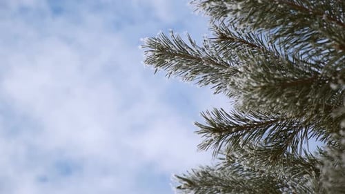 Nahaufnahme von schönen grünen Zweigen weihnachtlicher frischer Pinien, die mit frostigem Weiß bedeckt sind