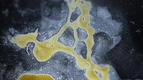 Cytoplasmic streaming of slime mold