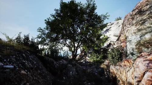Lonely Tree on a Top Mountain in the Evening