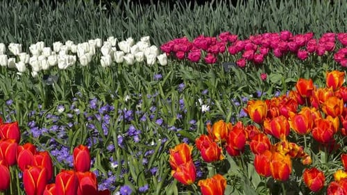 Multicolored flowerbed with tulips and sky blue aster swaying in the wind in Keukenhof Park. A color