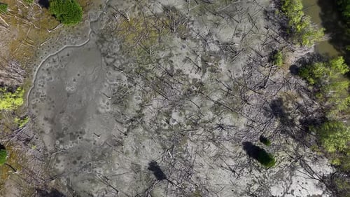 Aerial View of Dying Trees and Tropical River