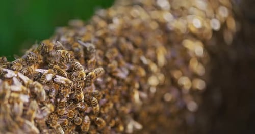 Very Close Shot of Working Bees in the Hive