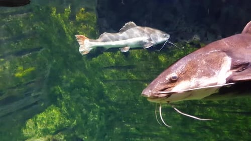 Redtail catfish (phratocephalus hemioliopterus) swimming very close to the camera