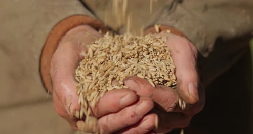 Grain Poured into Hands on a Sunny Day