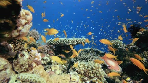 Tropical Coral Garden Orange Fish