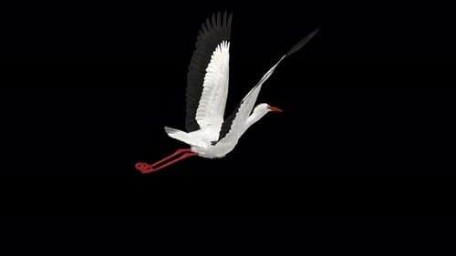 White Stork Bird - Flying Loop - Back Angle View Close Up - Alpha Channel 4K