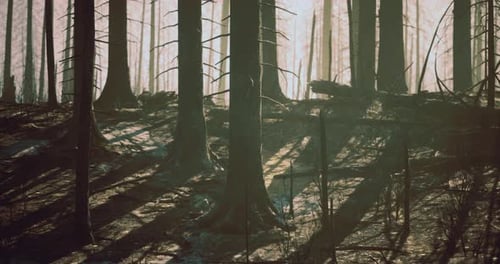 Dramatic Shadows Cast By Charred Trees in a Forest After a Wildfire