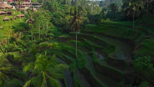 Aerial view of rice terraces and palm trees, Indonesia.