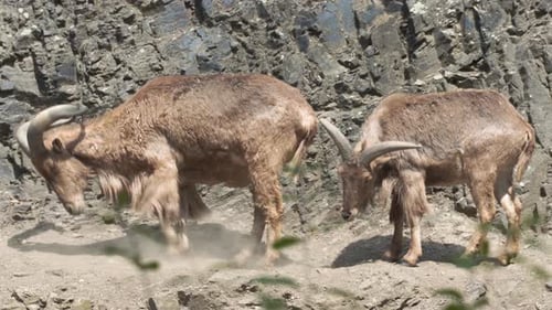 Captura estática en 4k de dos ovejas de Berbería de pie en un acantilado rocoso de una montaña. El ciervo raspando y acariciando