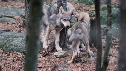 Wolves interacting in a Forest