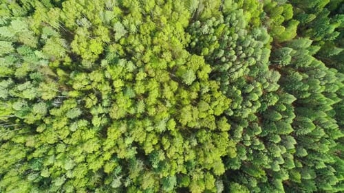 Aerial Over the Treetops of Evergreen Coniferous Green Forest on a Bright Sunny Day Beauty in Nature
