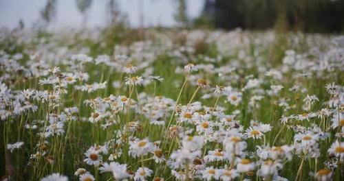 Flower Meadow View of White Daisies
