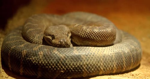 Close Up of Curled Up Rattlesnake