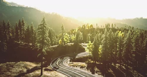 Scenic Winding Road Through Lush Green Forest in Sunlight During Daytime