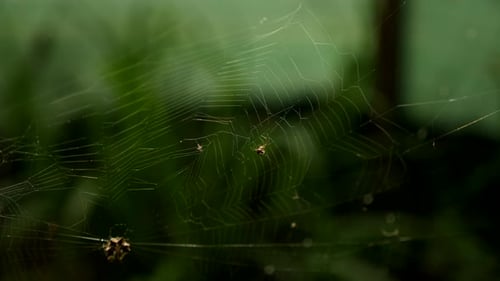 Spider Hangs on Web in Dark Forest