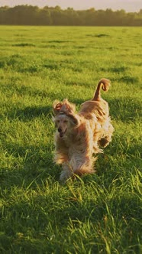 A Playful Dog Enjoys Running Through a Sunny Field in the Late Afternoon