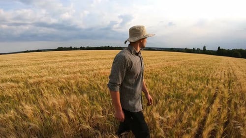 Young Farmer Going Through the Barley Plantation at Overcast Summer Day Male Agronomist Walking