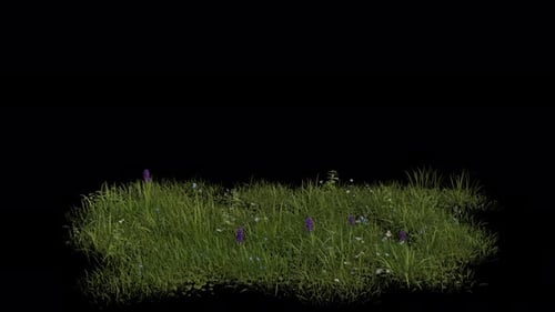 Alpine Meadow Field blowing in the wind Loop Animation. Wind blows the Grass Field. Alpha Channel