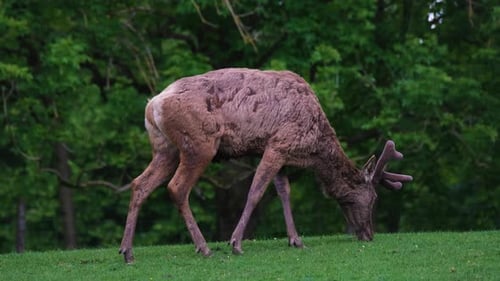 Whitetail Deer Grazing in Lush Green Field