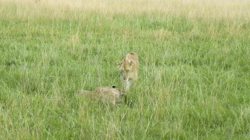 Zwei erwachsene weibliche Löwen (Löwinnen) laufen und ducken sich durch das hohe goldene Savannengras der Massai
