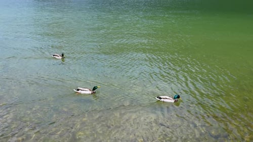 The wild ducks are swimming in the lake. The water of the lake is crystal clear.