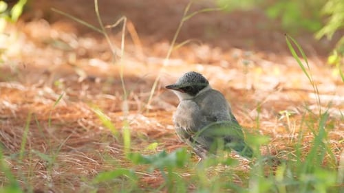 Small Bird on Ground Amongst Pine Needles