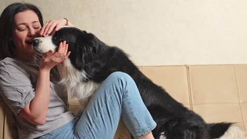 Smiling Woman Playing with Cute Puppy Dog Border Collie on Couch at Home Indoor Owner Girl Stroking