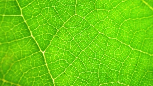 Un gros plan détaillé d'une feuille verte éclatante.