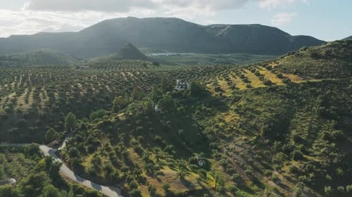 Vista aérea de olivares y colinas ondulantes, España.