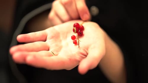 Close Up Of Redcurrant On A Hand.