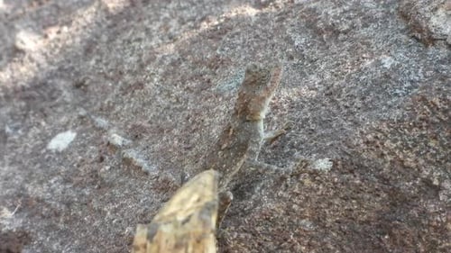 Lizar in rock waiting for pry.