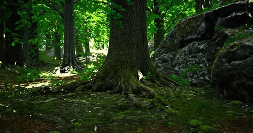 Lush Forest Scenery with Towering Trees and Vibrant Foliage at Midday